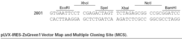 pLVX-IRES-ZsGreen1多克隆位点