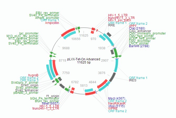 pLVX-Tet-On-Advanced载体图谱2