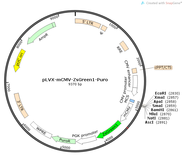 pLVX-mCMV-ZsGreen1-Puro载体图谱