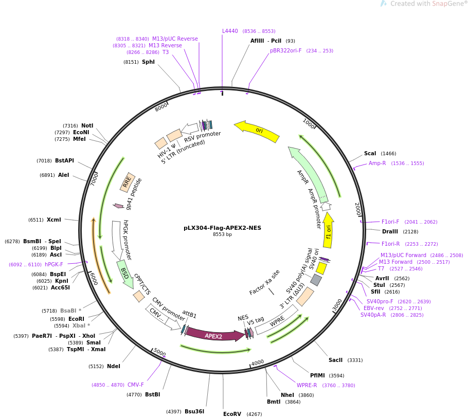 pLX304-Flag-APEX2-NES质粒图谱