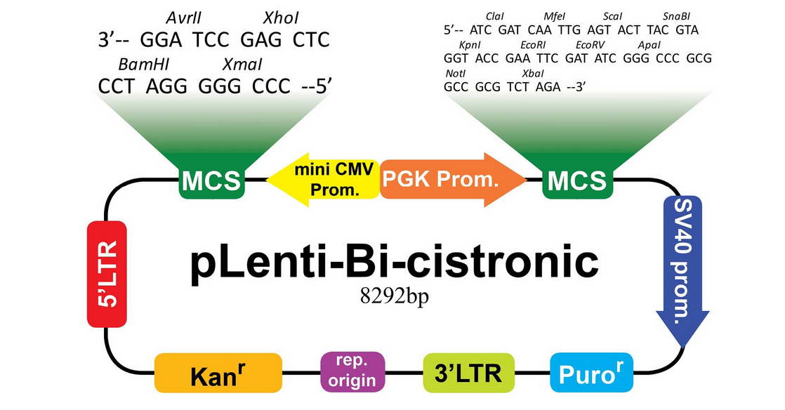 pLenti-Bi-cistronic载体图谱