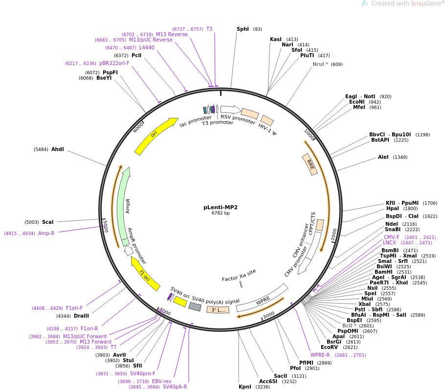 pLenti-MP2质粒图谱