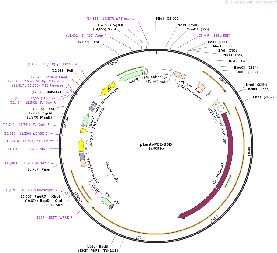 pLenti-PE2-BSD载体图谱