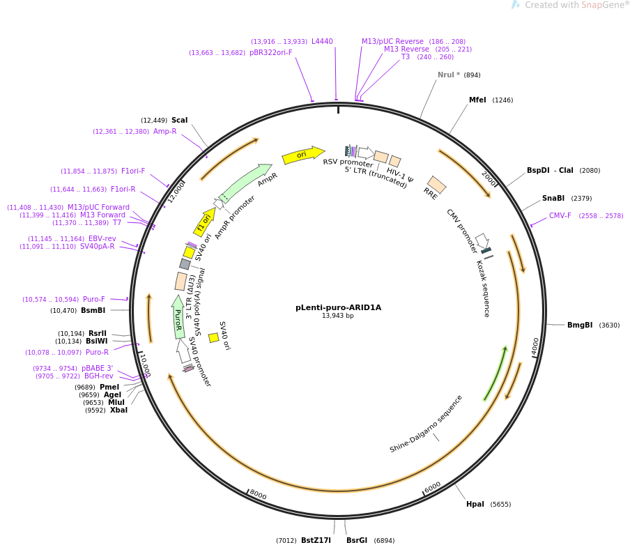 pLenti-puro-ARID1A质粒图谱