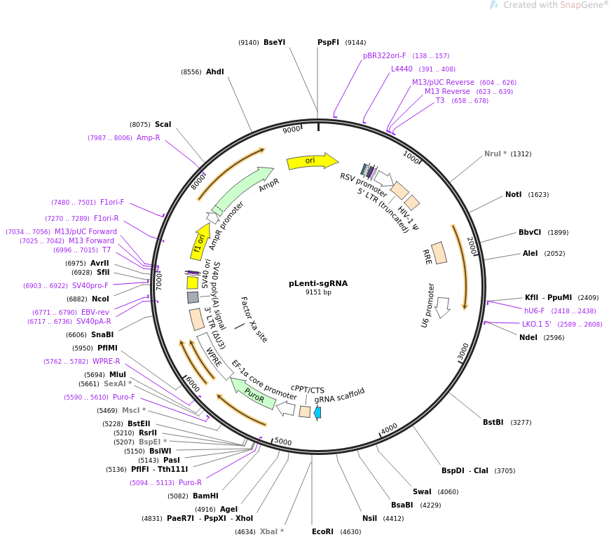 pLenti-sgRNA质粒图谱