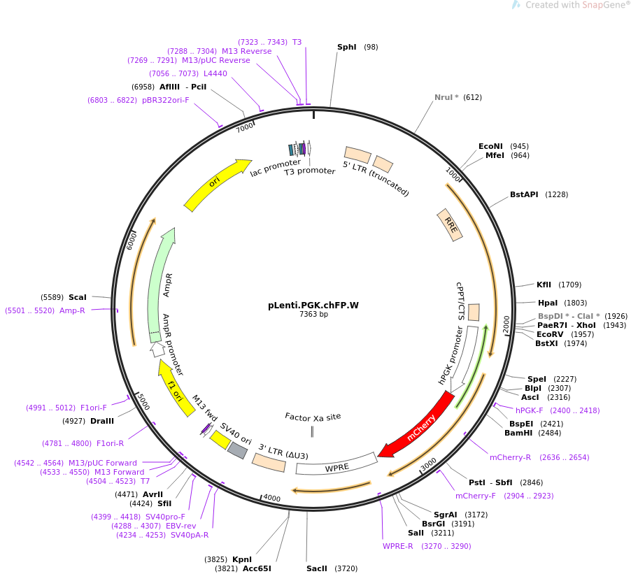 pLenti.PGK.chFP.W质粒图谱