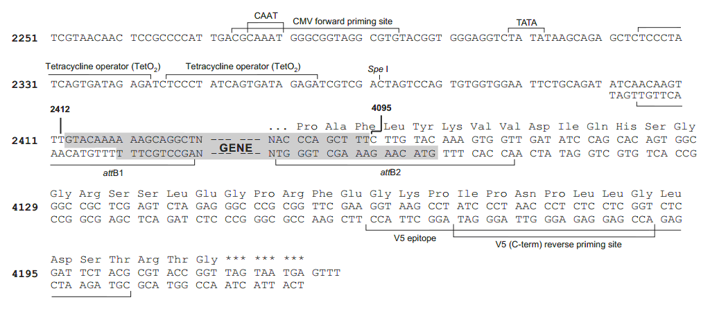 pLenti4-TO-V5-DEST载体多克隆位点 点击看大图 pLenti4-TO-V5-DEST多克隆位点