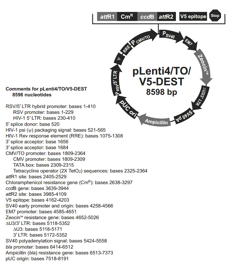 pLenti4-TO-V5-DEST载体图谱