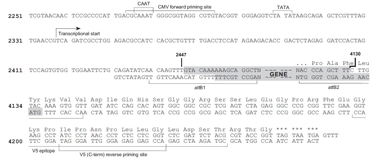 pLenti4/V5-Dest载体多克隆位点 点击看大图 pLenti4/V5-Dest多克隆位点