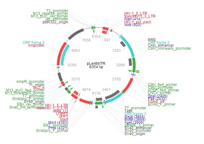 pLenti6/TR载体图谱2