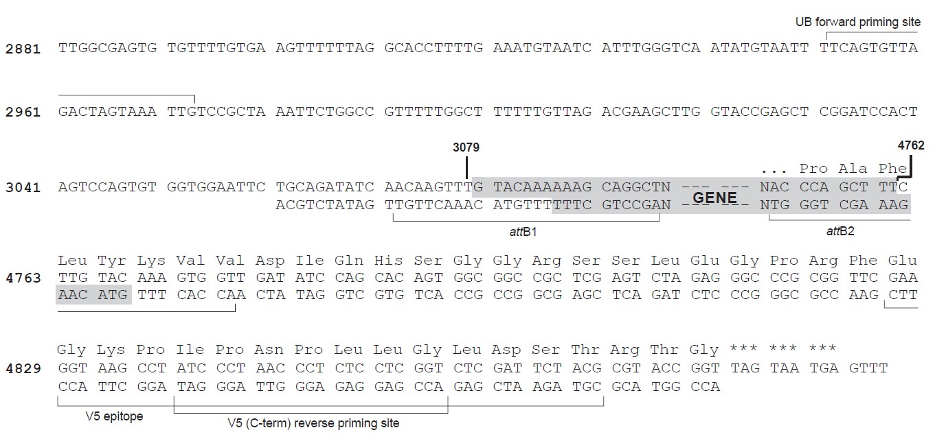 pLenti6-UbC-V5-DEST载体多克隆位点 点击看大图 pLenti6-UbC-V5-DEST多克隆位点