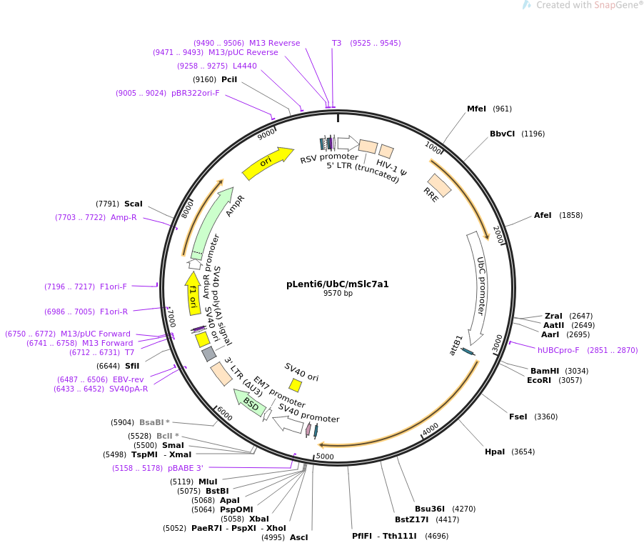 pLenti6-UbC-mSlc7a1质粒图谱