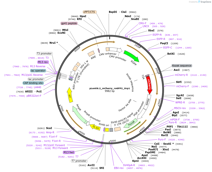 pLenti6.2_mCherry_roGFP2_Orp1载体图谱