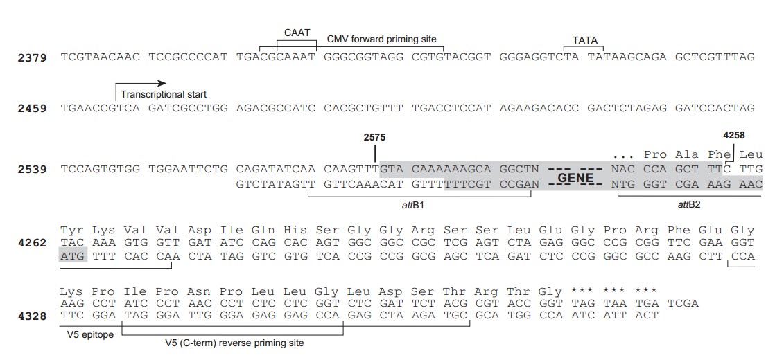 pLenti6.3-V5-DEST载体多克隆位点 点击看大图 pLenti6.3-V5-DEST多克隆位点