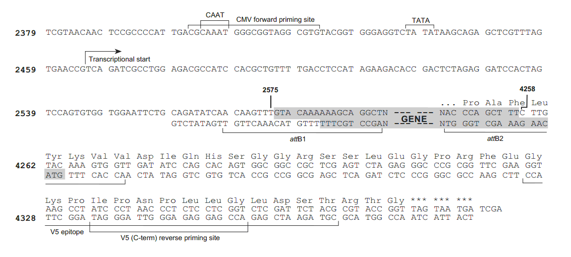 pLenti7.3-V5-DEST载体多克隆位点 点击看大图 pLenti7.3-V5-DEST多克隆位点