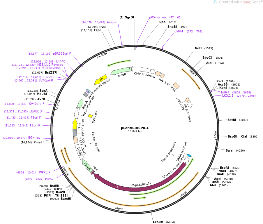 pLentiCRISPR质粒图谱