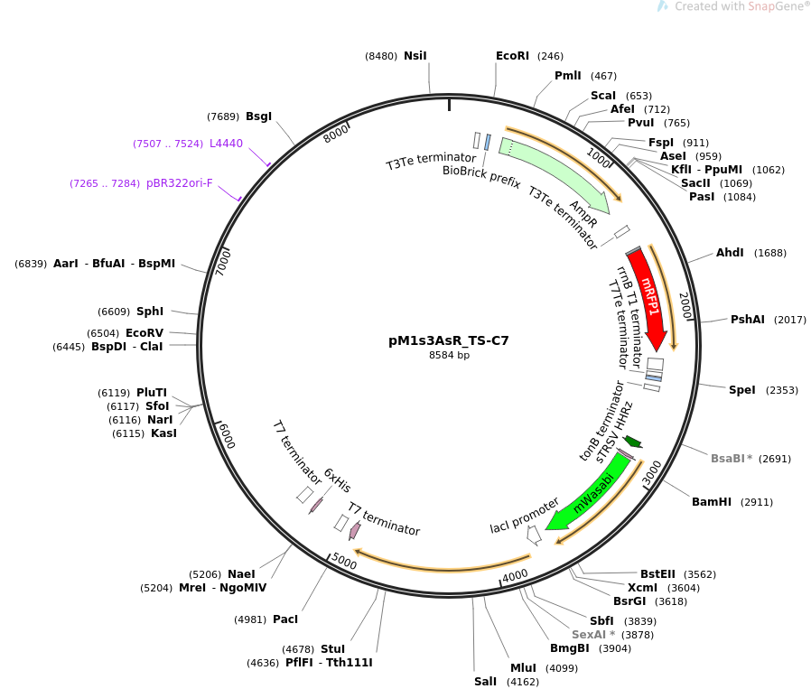 pM1s3AsR_TS-C7载体图谱