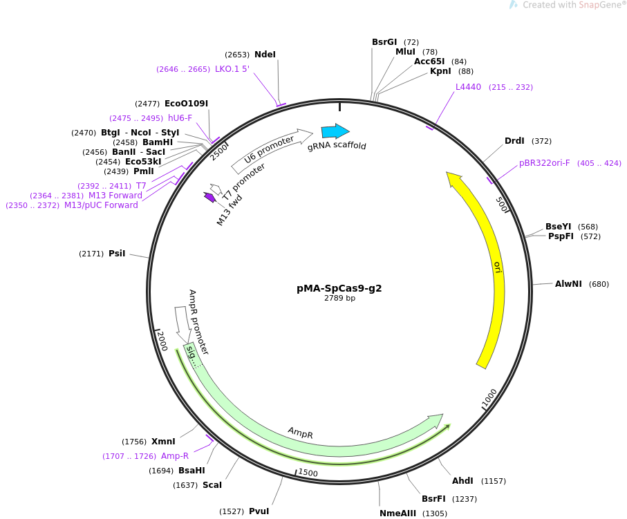 pMA-SpCas9-g2质粒图谱