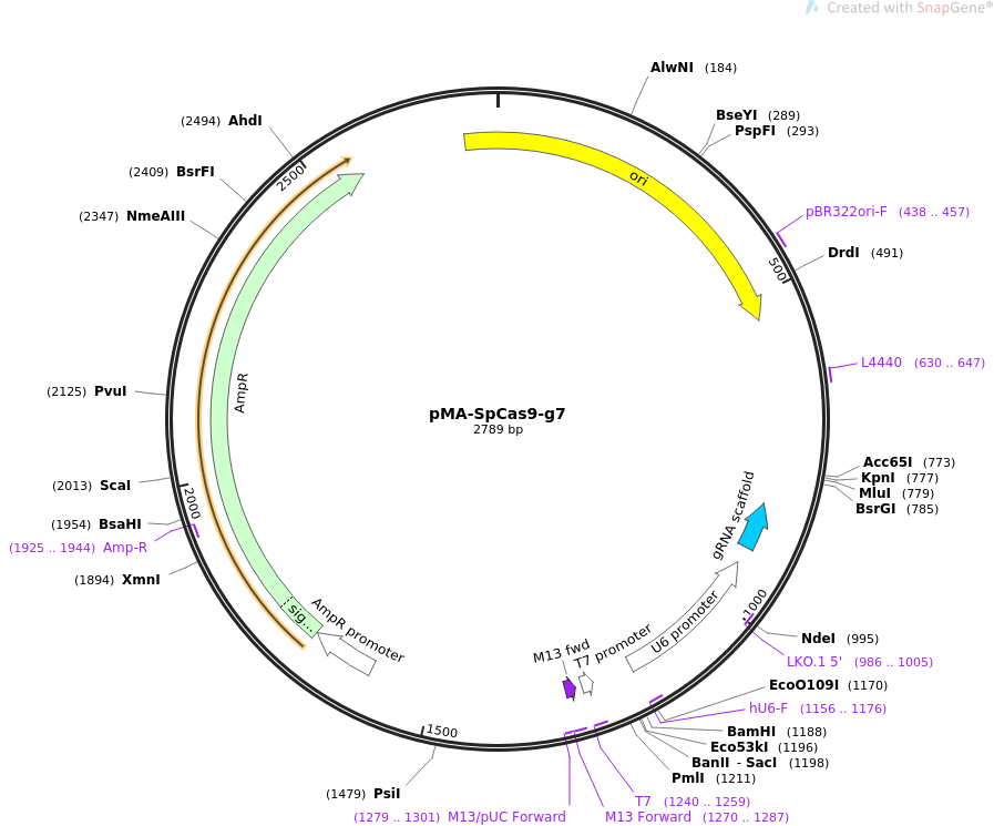 pMA-SpCas9-g7质粒图谱