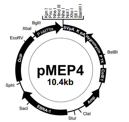 pMEP4载体图谱