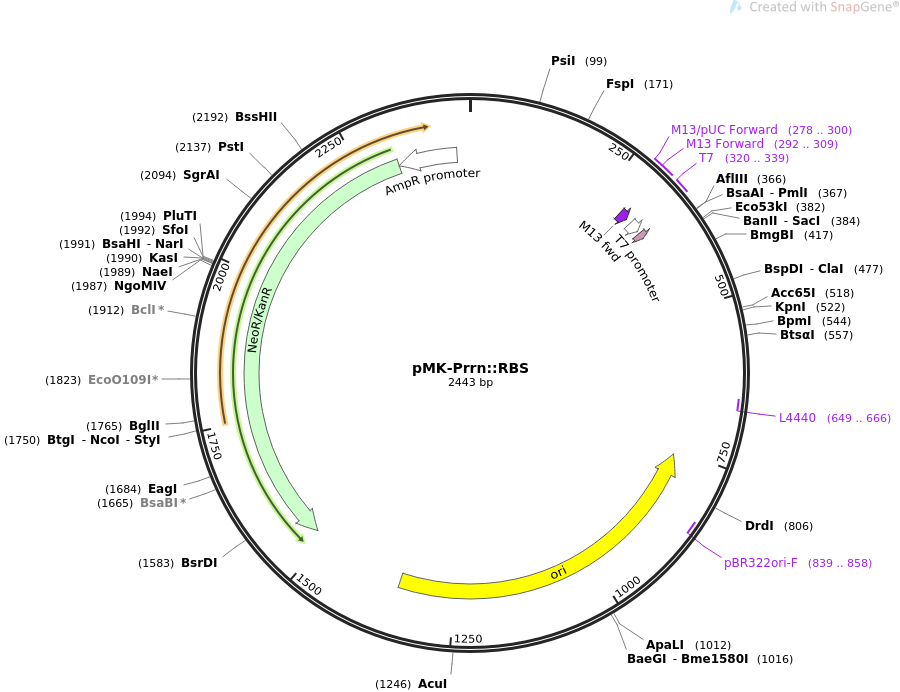 pMK-PrrnRBS质粒图谱