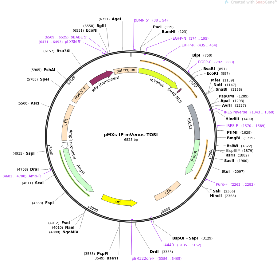 pMXs-IP-mVenus-TOSI质粒图谱