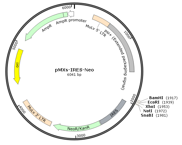 pMXs-IRES-Neo载体图谱