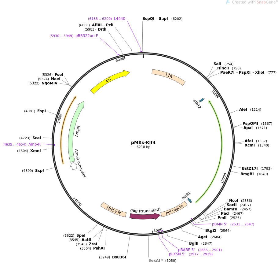 pMXs-Klf4质粒图谱