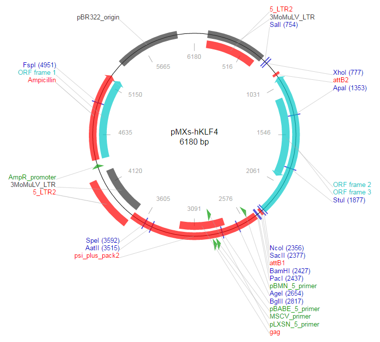 pMXs-hKLF4载体图谱