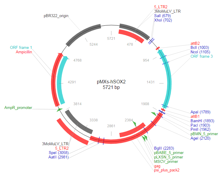 pMXs-hSOX2载体图谱