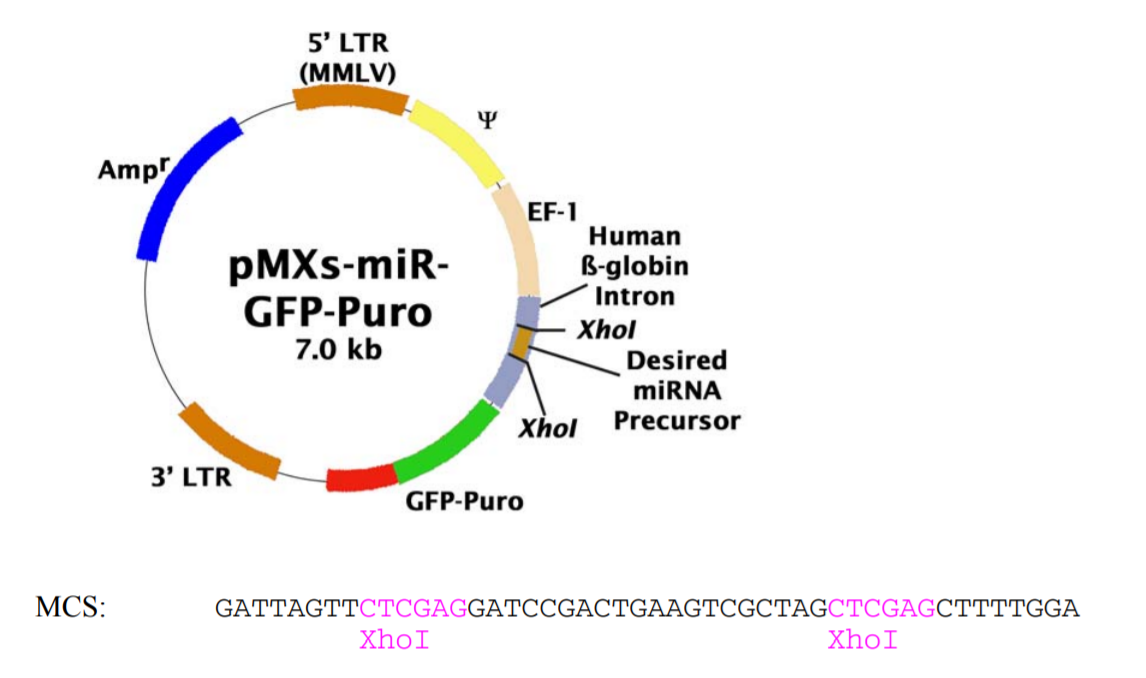 pMXs-miR-GFP-Puro载体图谱