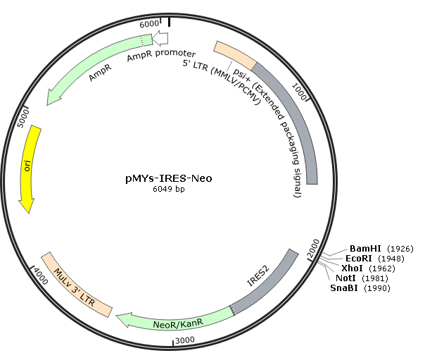 pMYs-IRES-Neo载体图谱