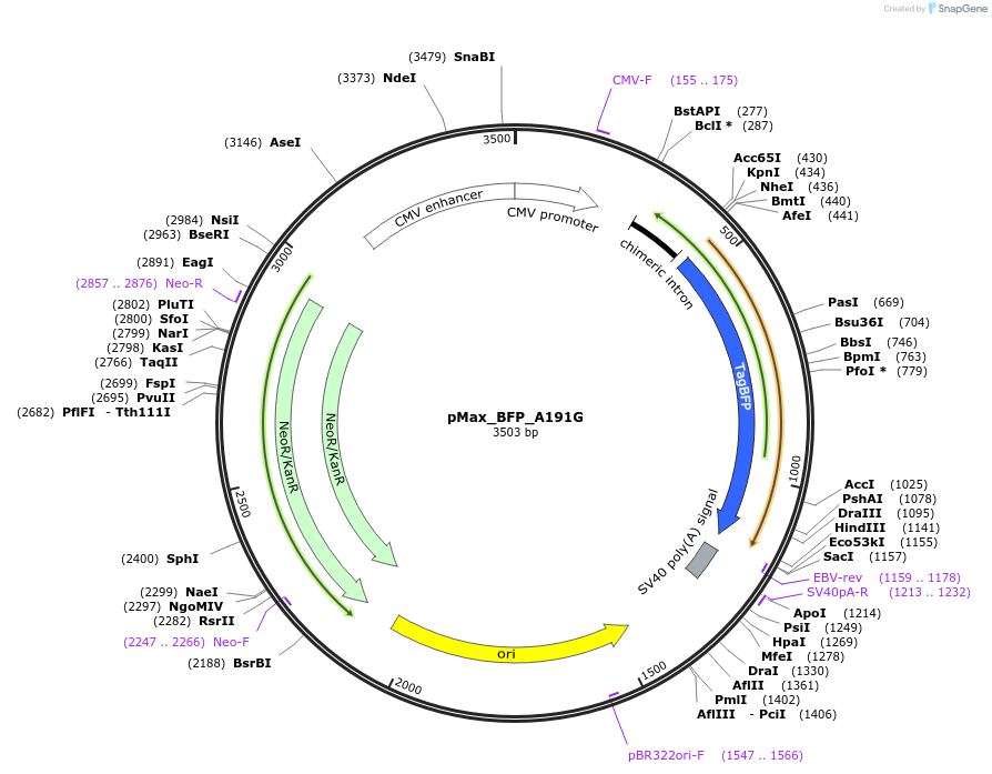 pMax_BFP_A191G载体图谱
