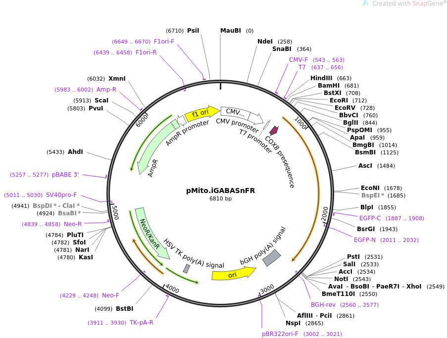 pMito.iGABASnFR质粒图谱