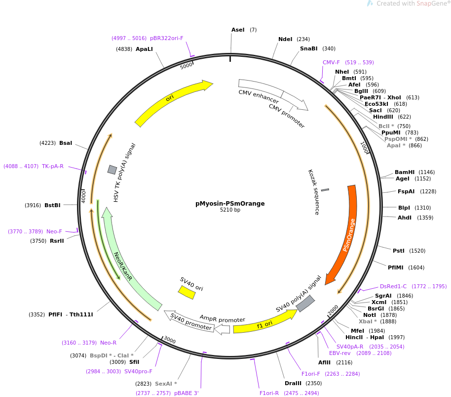 pMyosin-PSmOrange质粒图谱
