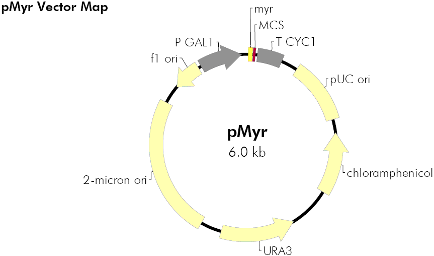 pMyr载体图谱