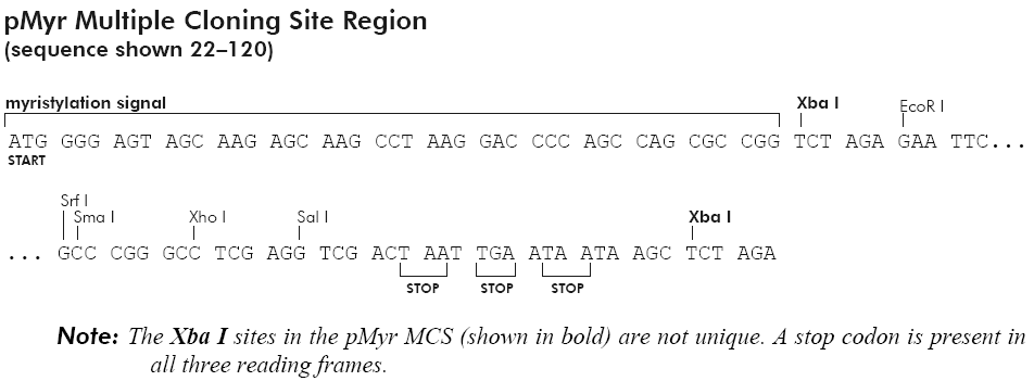 pMyr载体多克隆位点 点击看大图 pMyr多克隆位点