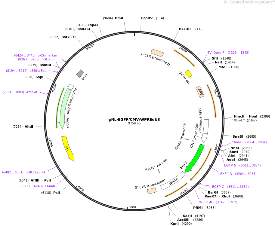 pNL-EGFP-CMV-WPREdU3质粒图谱