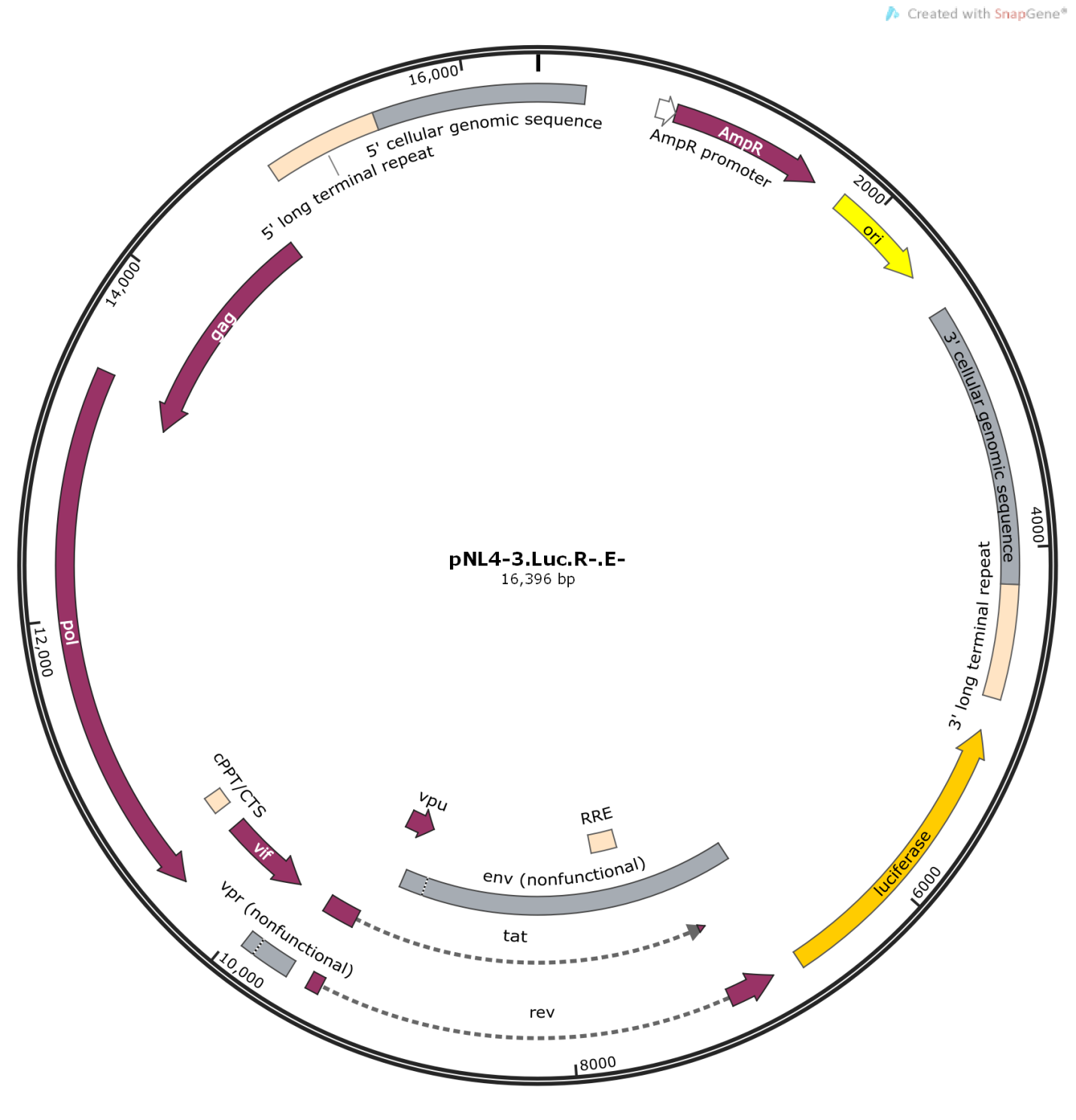 pNL4-3-Luc-R-E载体图谱