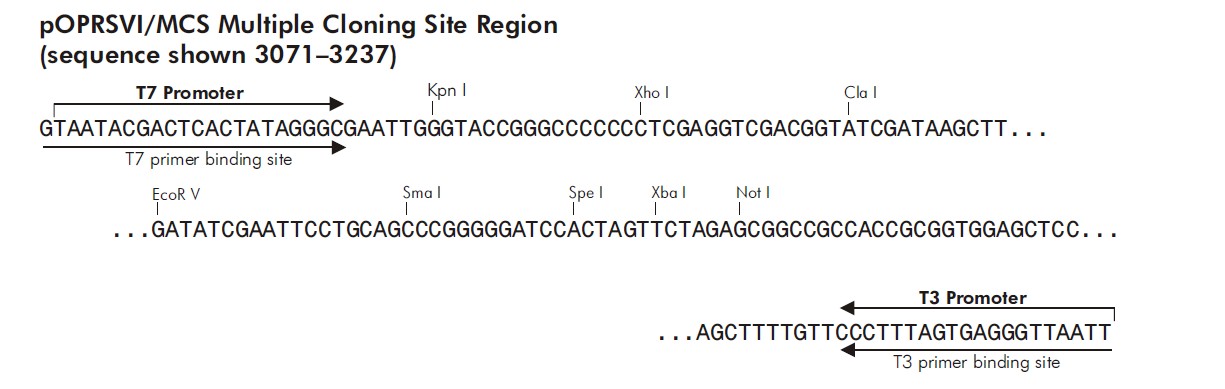 pOPRSVI载体多克隆位点 点击看大图 pOPRSVI多克隆位点