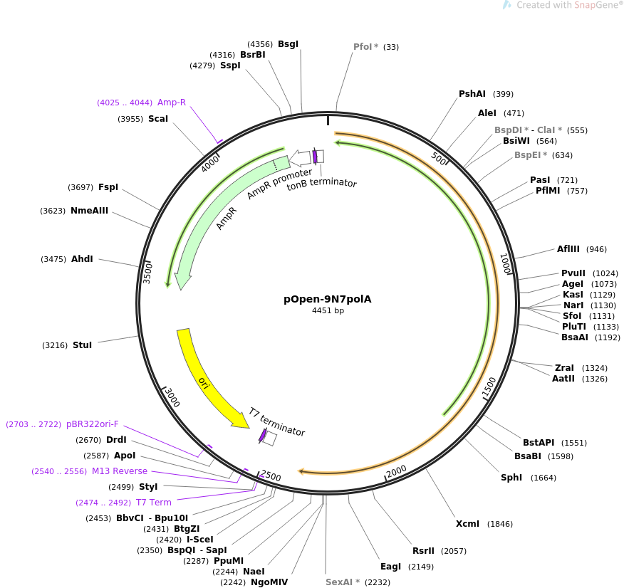 pOpen-9N7polA质粒图谱