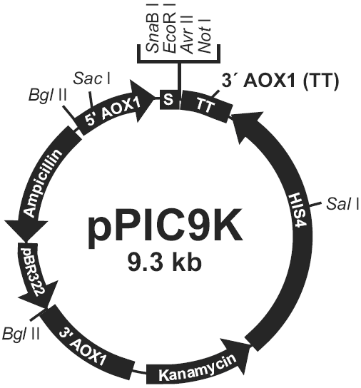 pPIC9K载体图谱