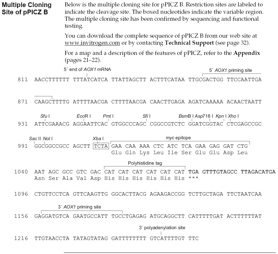 pPICZ B多克隆位点