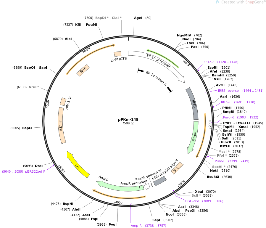 pPKm-145质粒图谱