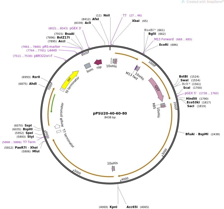 pPSU20-40-60-80质粒图谱