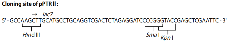 pPTRII载体多克隆位点 pPTRII多克隆位点