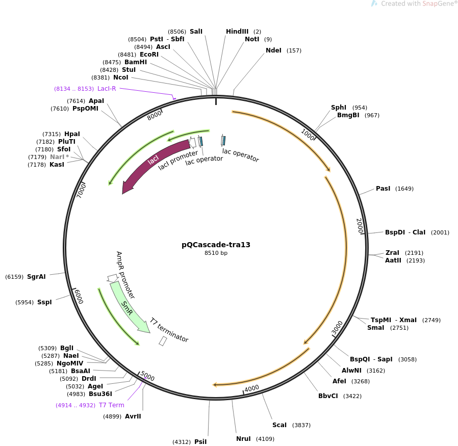 pQCascade-tra13载体图谱