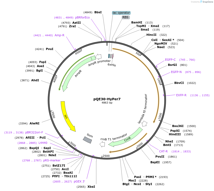 pQE30-HyPer7载体图谱
