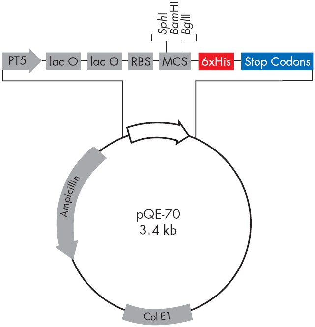 pQE-70载体图谱