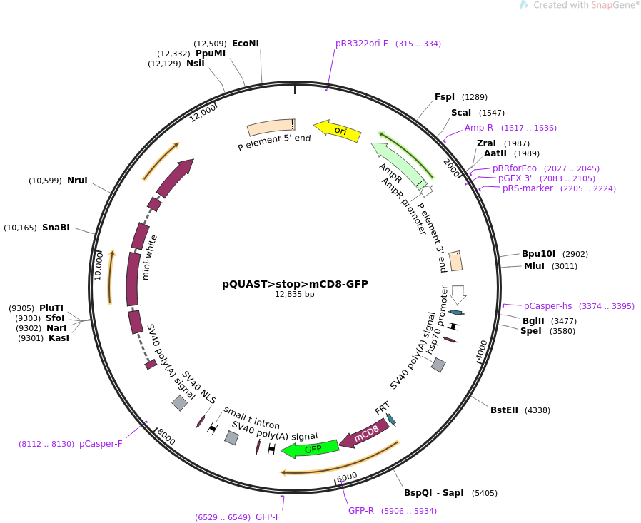 pQUAST>stop>mCD8-GFP质粒图谱